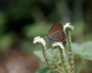Byk Sevbeni (Satyrium ilicis)