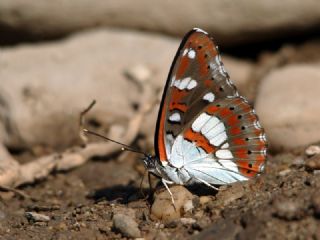 Akdeniz Hanmeli Kelebei (Limenitis reducta)