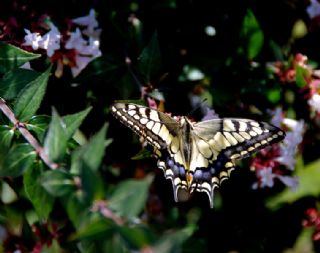Krlangkuyruk (Papilio machaon)