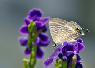 Lampides (Lampides boeticus)