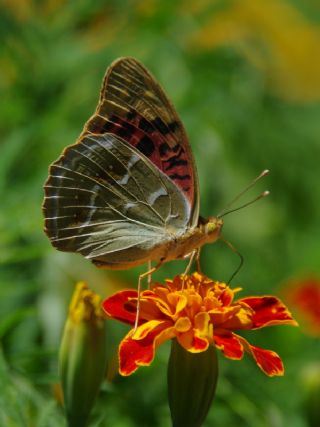 Bahadr (Argynnis pandora)