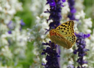 Bahadr (Argynnis pandora)