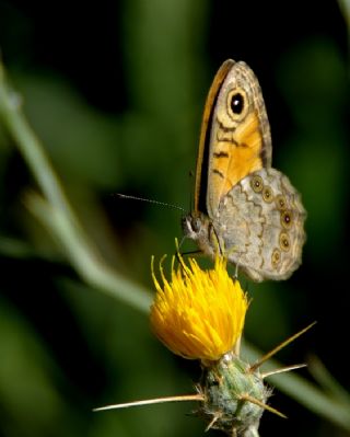 Esmerboncuk (Lasiommata maera)