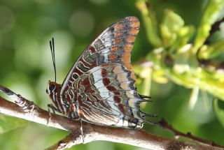 ift Kuyruklu Paa (Charaxes jasius )