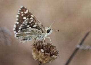 Ege Zpzp (Pyrgus melotis)