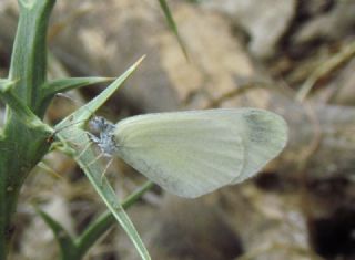 Doulu Narin Orman Beyaz (Leptidea duponcheli)