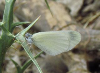 Doulu Narin Orman Beyaz (Leptidea duponcheli)