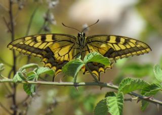 Krlangkuyruk (Papilio machaon)