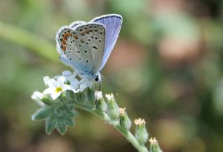 okgzl Mavi (Polyommatus icarus)