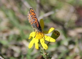 Akbes Gelincii (Tomares nesimachus)