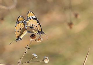 Sultan (Danaus chrysippus)