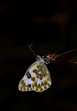 Yeni Beneklimelek (Pontia edusa)