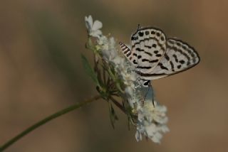 Balkan Kaplan (Tarucus balkanicus)