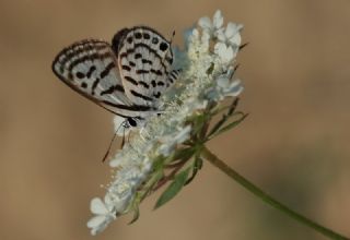Balkan Kaplan (Tarucus balkanicus)