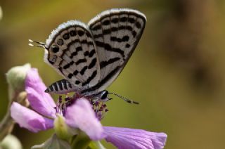 Balkan Kaplan (Tarucus balkanicus)