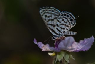 Balkan Kaplan (Tarucus balkanicus)