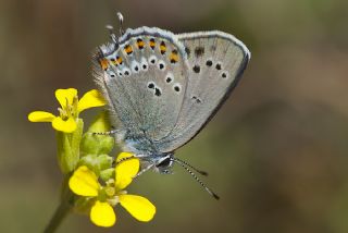 Kk Benekli Sevbeni (Satyrium ledereri )