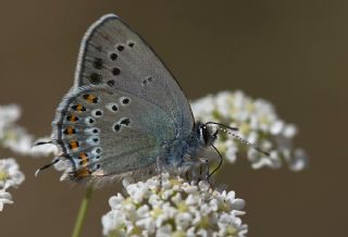 Kk Benekli Sevbeni (Satyrium ledereri )