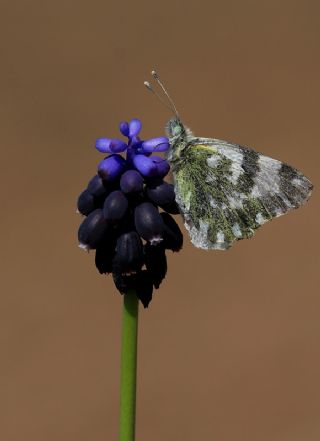 Yeni Beneklimelek (Pontia edusa)