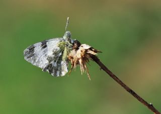 Yeni Beneklimelek (Pontia edusa)