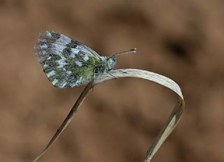 Yeni Beneklimelek (Pontia edusa)