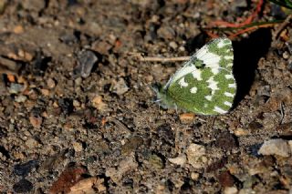 Yeni Beneklimelek (Pontia edusa)