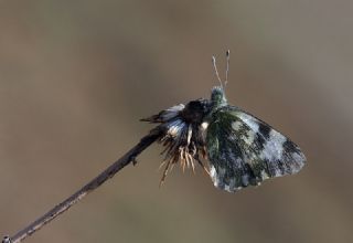 Yeni Beneklimelek (Pontia edusa)