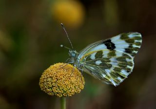 Yeni Beneklimelek (Pontia edusa)