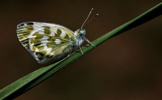 Yeni Beneklimelek (Pontia edusa)