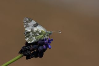 Yeni Beneklimelek (Pontia edusa)