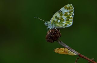 Yeni Beneklimelek (Pontia edusa)