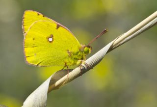 Sar Azamet (Colias croceus)