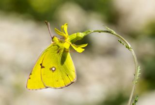 Sar Azamet (Colias croceus)