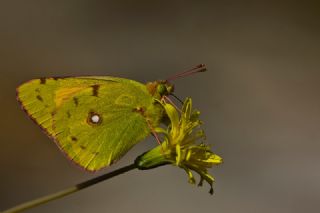 Sar Azamet (Colias croceus)