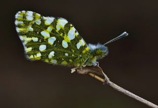 Da Oykls (Euchloe ausonia)
