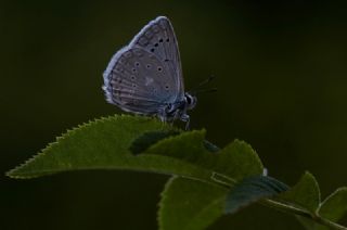okgzl Dafnis (Polyommatus daphnis)
