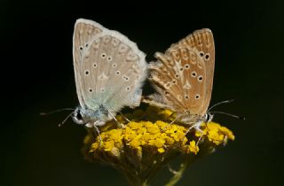 �okg�zl� Dafnis&nbsp;(Polyommatus&nbsp;daphnis)