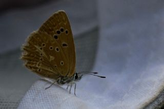 okgzl Dafnis (Polyommatus daphnis)