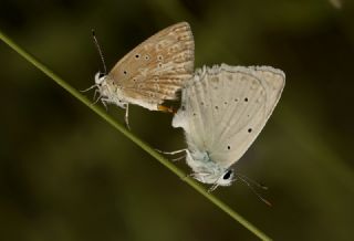 okgzl Dafnis (Polyommatus daphnis)