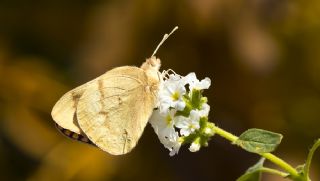 Mezopotamya Kolotisi (Colotis fausta)