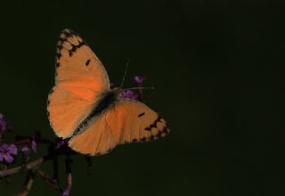 Mezopotamya Kolotisi (Colotis fausta)