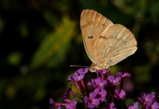 Mezopotamya Kolotisi (Colotis fausta)