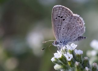 Karsandra (Zizeeria karsandra)