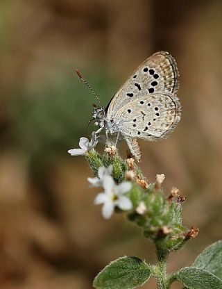 Karsandra (Zizeeria karsandra)