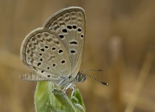 Karsandra (Zizeeria karsandra)