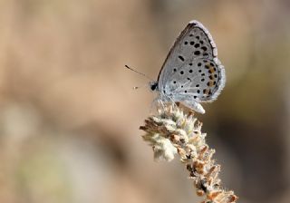 Himalaya Mavisi (Pseudophilotes vicrama)