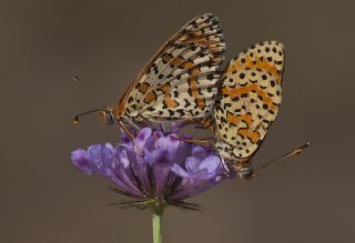 Gzel parhan (Melitaea trivia)