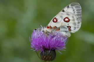 Apollo (Parnassius apollo)