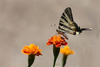 Erik Krlangkuyruk (Iphiclides podalirius)