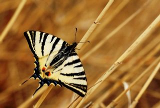 Erik Krlangkuyruk (Iphiclides podalirius)